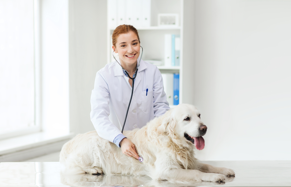 Veterinary Hiring: What It Takes to Hire Veterinarians