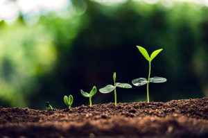 Sowing Seeds
