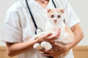 Specialized Animal Health Recruitment