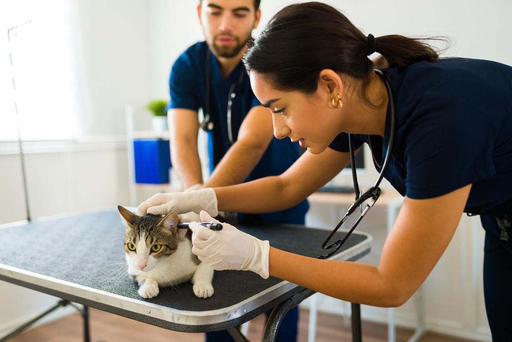 Why Specialized Veterinary Websites Are Essential for the Future of Animal Health Recruiting