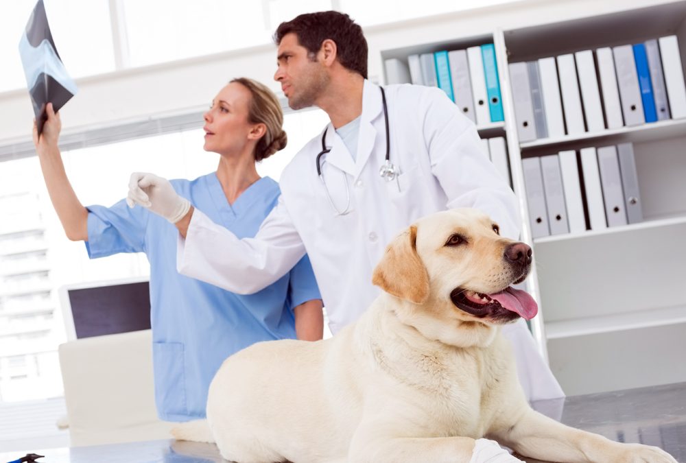 What Makes The VET Recruiter Website Stand Out for Professionals and Employers?