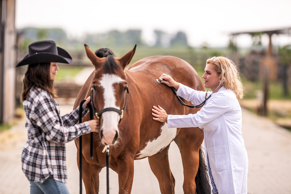 How the Right Veterinary Website Can Help You Build a Successful Animal Health Career