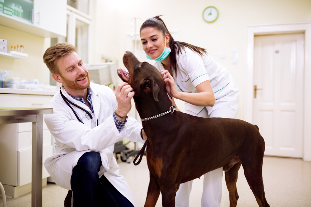 How The VET Recruiter Website Helps Build Successful Careers