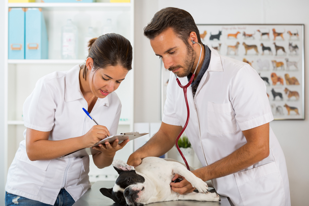 How The VET Recruiter Website Helps Professionals Build Successful Careers