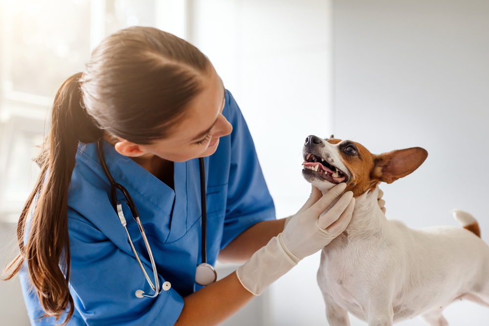 How The VET Recruiter Website Supports Careers and Recruitment Success