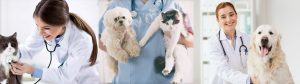 TVR Web Banner 2