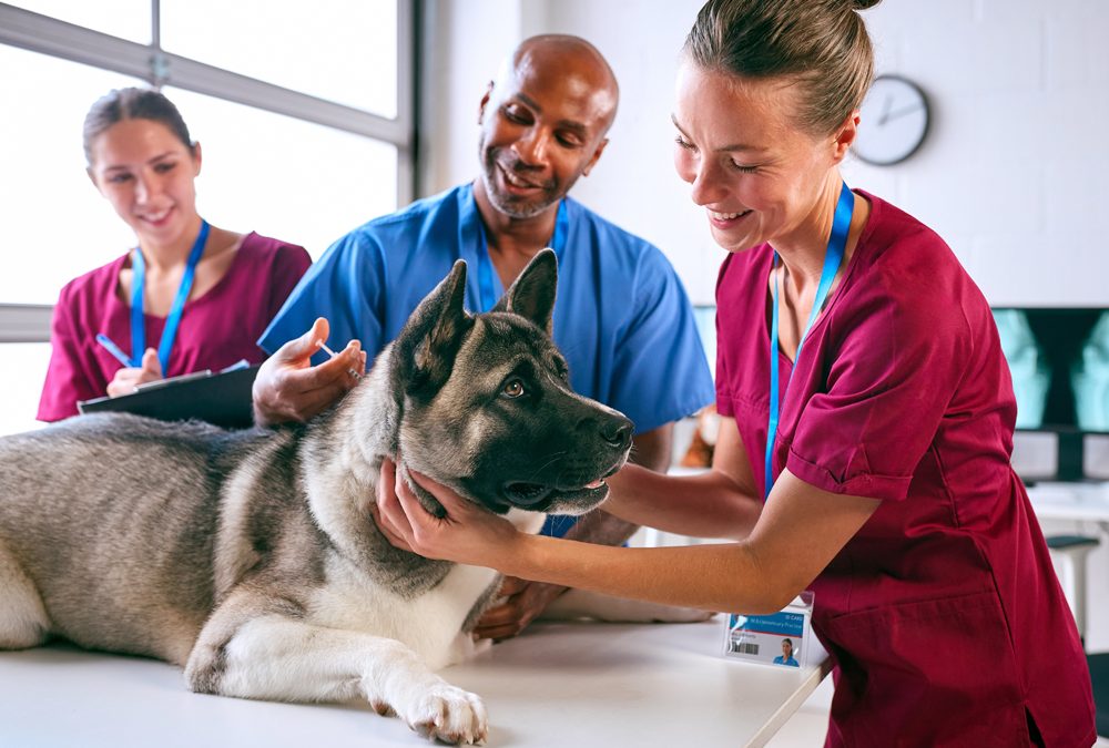 The VET Recruiter Website: The Ideal Resource for Career Searches and Talent Acquisition