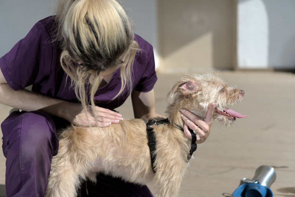What Services Should The VET Recruiter Website Offer to Animal Health and Veterinary Professionals and Employers?