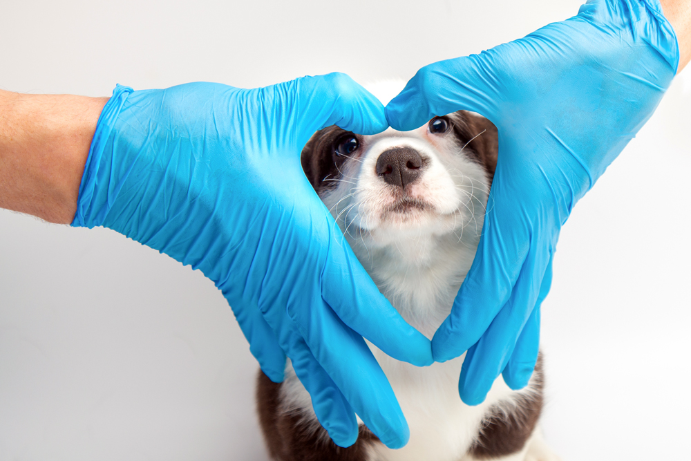 The VET Recruiter Website Helps Employers Recruit Top Animal Health Talent