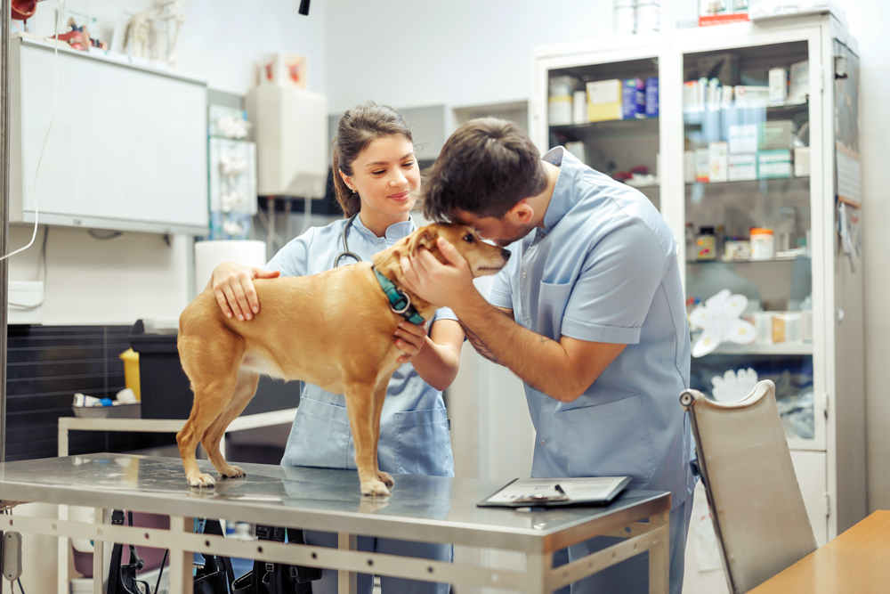 How The VET Recruiter Website Helps Employers Find Top Talent
