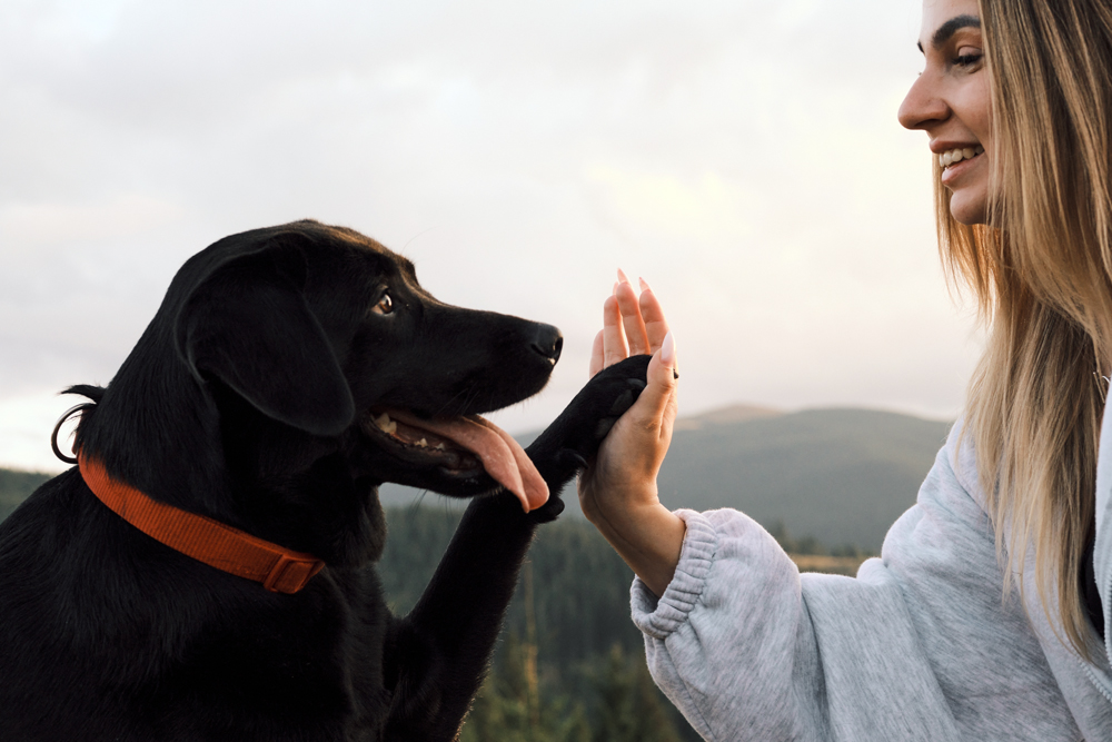 Why The VET Recruiter Website Is a Trusted Resource for Animal Health Career Opportunities