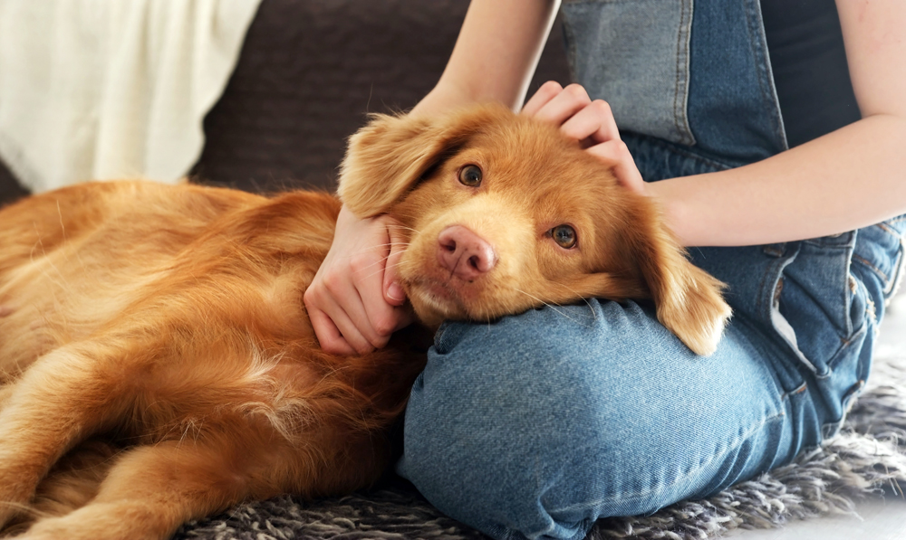 Why The Most Trusted Veterinary Employment Websites Stand the Test of Time