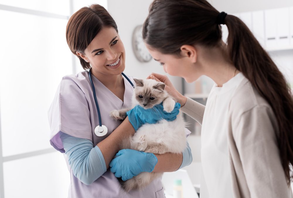 How The VET Recruiter Website Provides Unique Services for Professionals and Employers