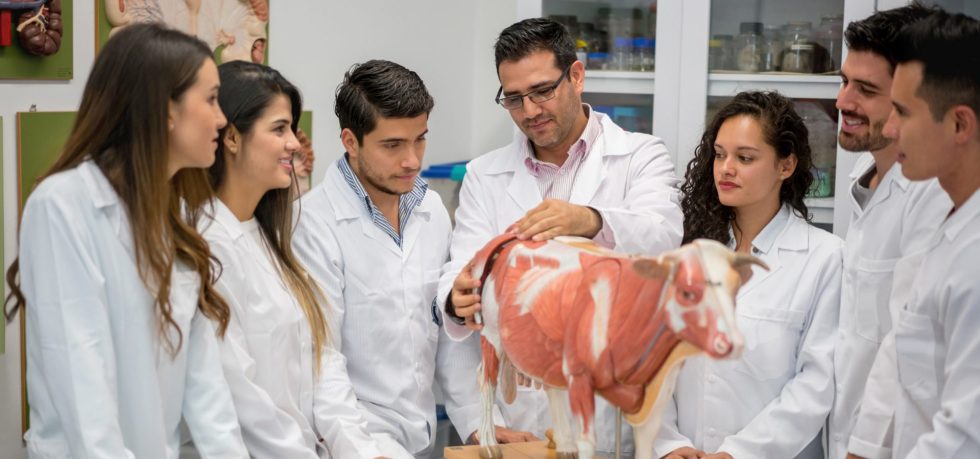 Exploring the Wide Range of Careers Featured on Veterinary Job Boards