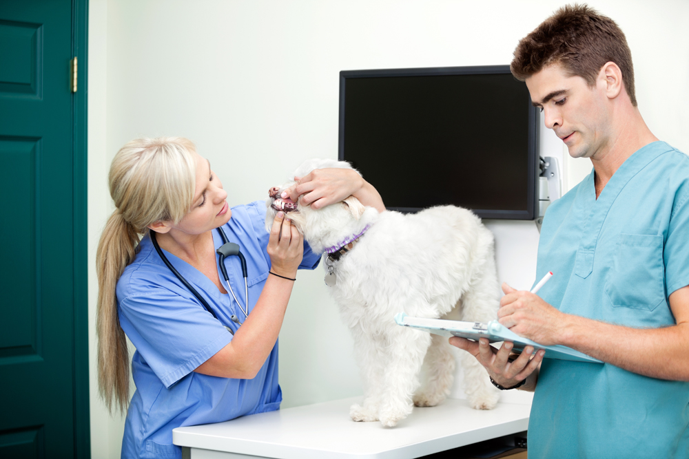 What Makes The VET Recruiter Website a Valuable Resource for Veterinary and Animal Health Careers?