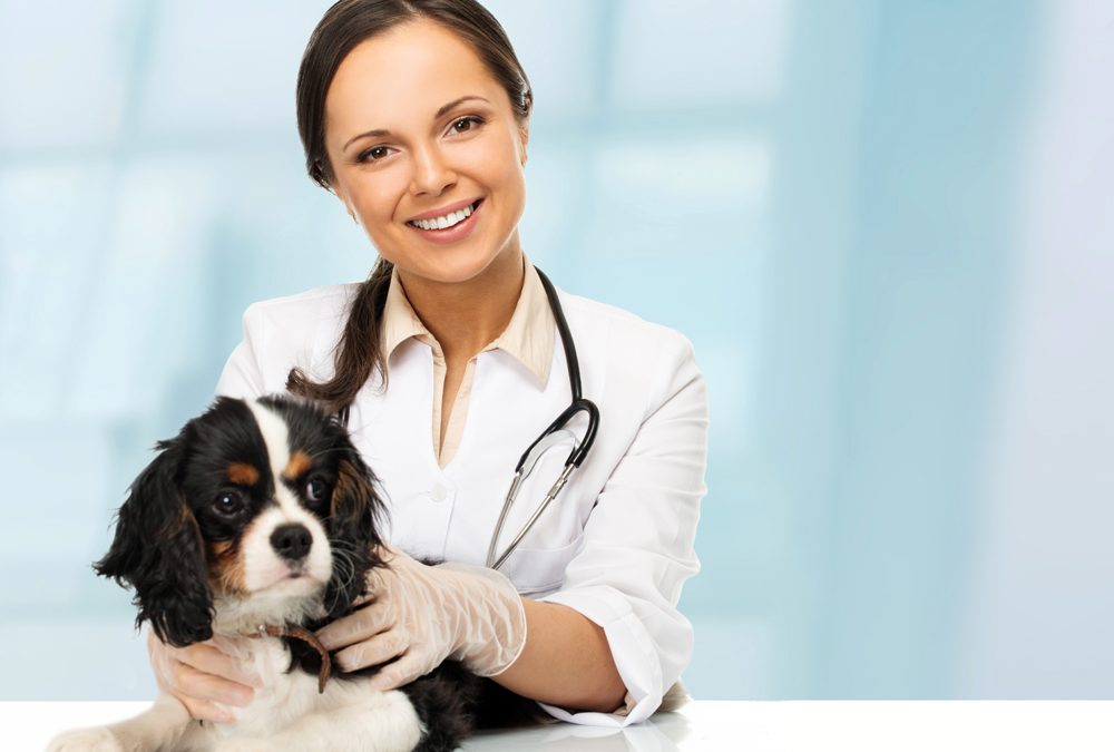 What Makes the Best Veterinarian Employment Websites Stand Out?