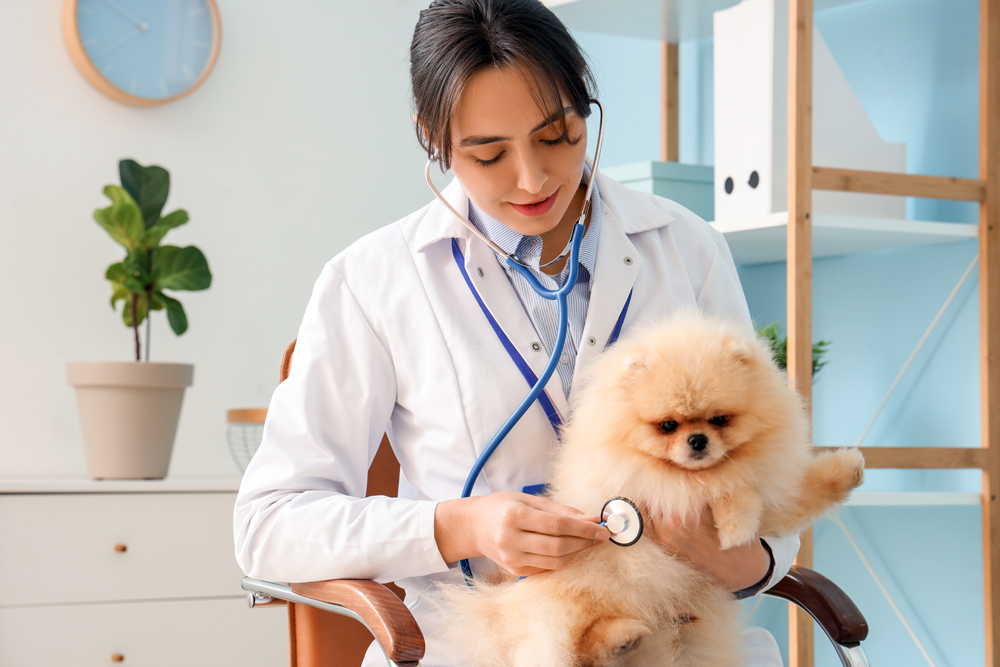 Veterinarian Job Openings: The VET Recruiter Executive Search Firm