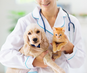 What’s Happening with Veterinary Jobs in the Midst of the Pandemic?