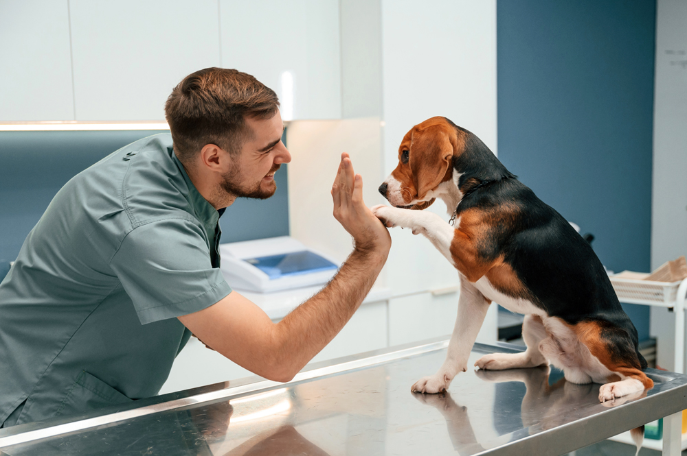 An Ironclad Blueprint for Growing Your Animal Health or Veterinary Career in 2027