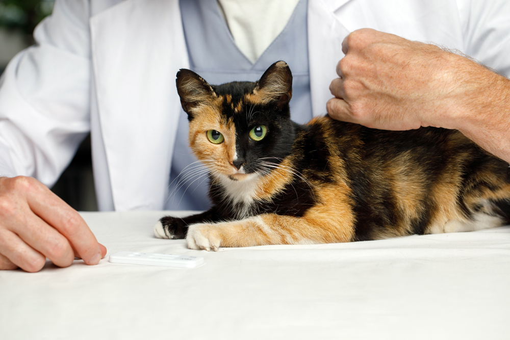 What Makes the Best Veterinary Employment Websites?