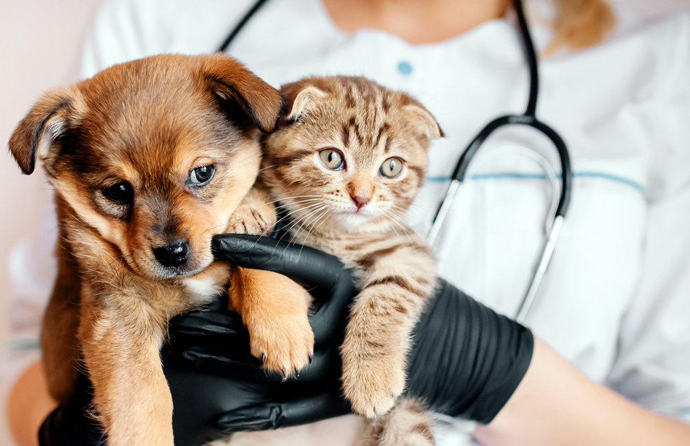 Forget the Headlines, the Veterinary Job Market is Still Red-Hot
