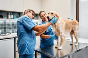 Veterinary Medicine Recruiting