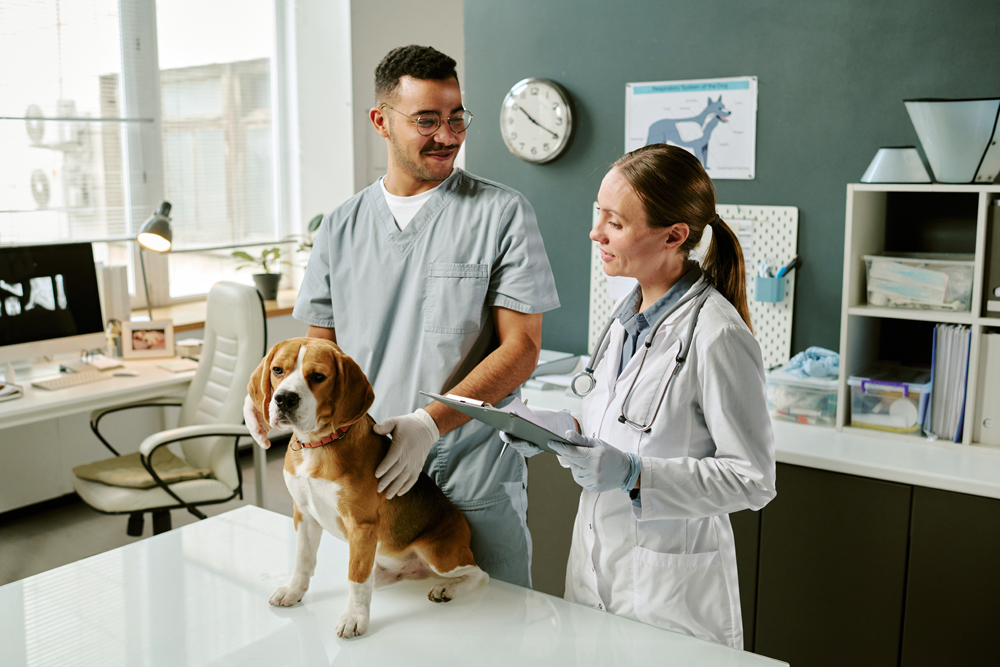 How The VET Recruiter Website Helps Veterinary Professionals Advance Their Careers