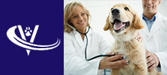Experienced Veterinarian Seeking a New Role in Non-Profit or at an Animal Shelter
