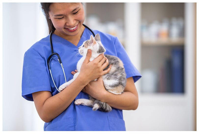 Animal Health Recruiter Our Process Veterinarian Cat