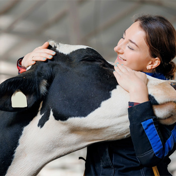 Cow Hug