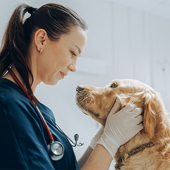 Dog And Vet