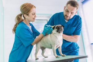 How to Improve Company Culture for Better Animal Health and Veterinary Hiring