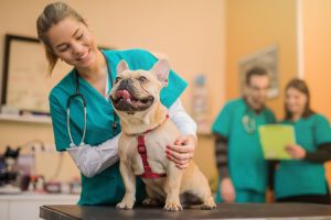 Why Hiring from Your Network can Fail for Animal Health and Veterinary Professionals