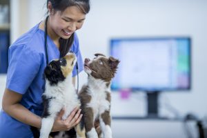 Animal Health and Veterinary Hiring- Offering the job Without Meeting the Candidate