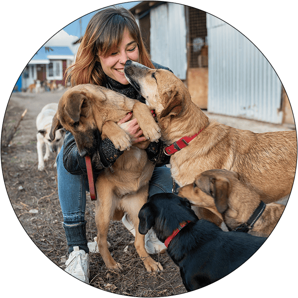 Sector Circle Animal Health Shelters Humane Societies