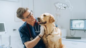 The Vet Recruiter About 2