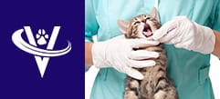 Experienced MD GP Veterinarian Looking to Work with a Boarded Dental Specialist