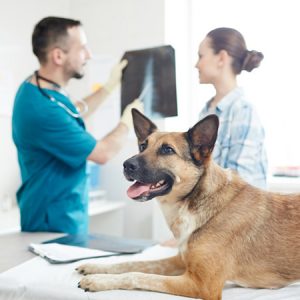 Veterinary Excellence and Our Commitment to Help YOU in the New Year