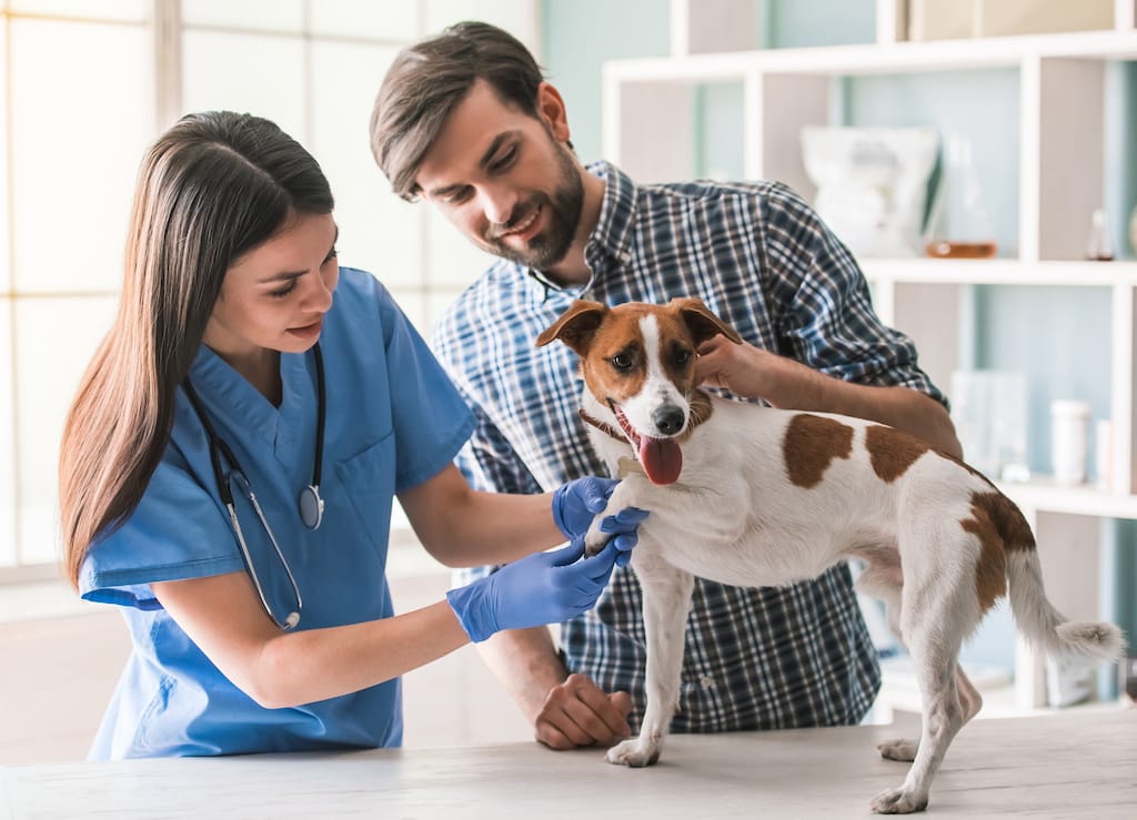 The Vet Recruiter White Papers How To Start Your Animal Health Or Veterinary Career On The Right Foot