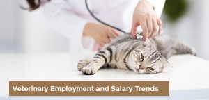 Vet Recruiter Candidates Veterinary Employment Salary Trends