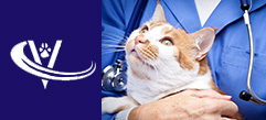 Veterinary Recruiter Cat Vet 1 Thumbnail