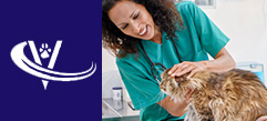 Experienced Large Animal Veterinarian With MBA Seeking a New Role
