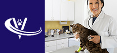 Veterinary Recruiter Cat Vet 4 Thumbnail