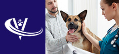 Veterinary Recruiter Dog Vet 3 Thumbnail