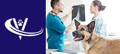 Veterinary Recruiter Dog Vet 6 Thumbnail