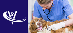 Veterinary Recruiter Dog Vet 8 Thumbnail