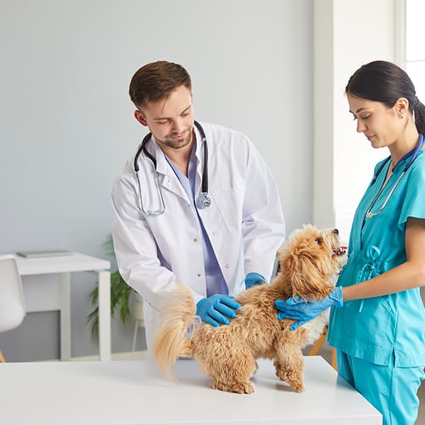 Veterinary Recruiter Talent Community 2