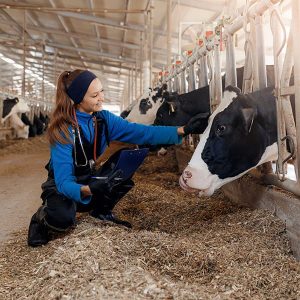 Veterinary Recruiter Talent Community 4